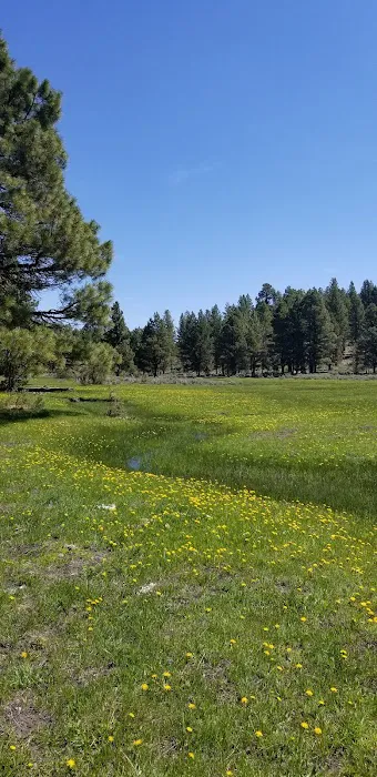 Idlewild Campground Picture 8