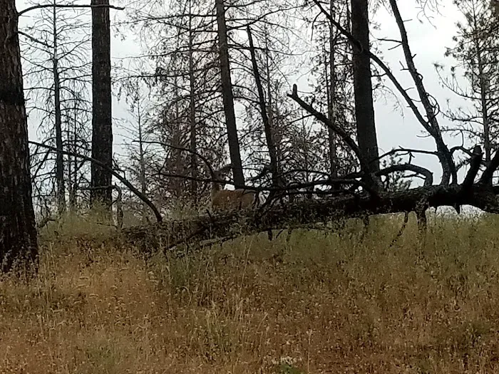 Malheur National Forest Wickiup Campground Picture 9