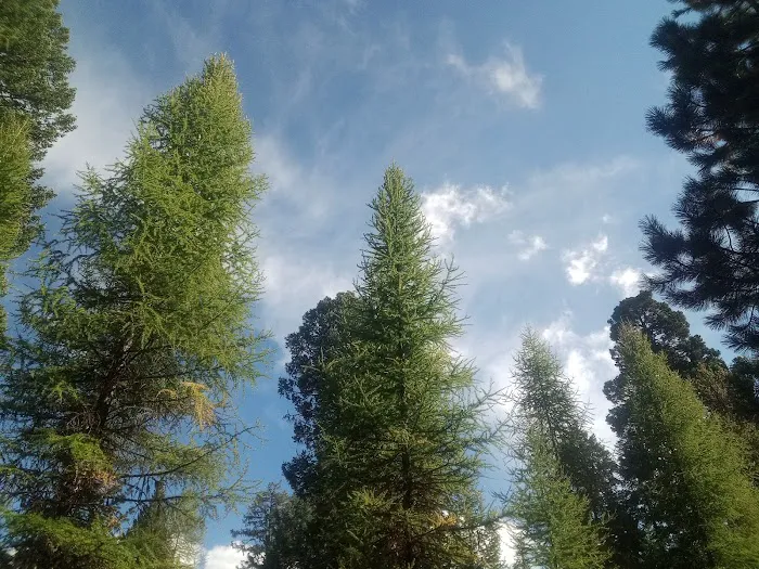 Emigrant Springs Campground Picture 4