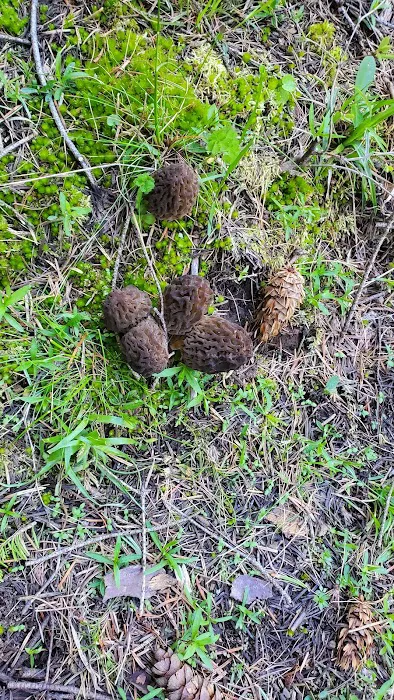 Emigrant Springs Campground Picture 9