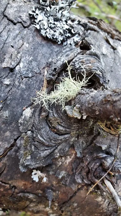 Emigrant Springs Campground Picture 8