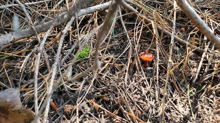 Emigrant Springs Campground Picture 6