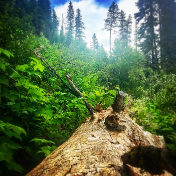 Umatilla Forks Campground Picture 1