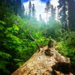 Umatilla Forks Campground