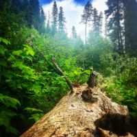 Umatilla Forks Campground ico