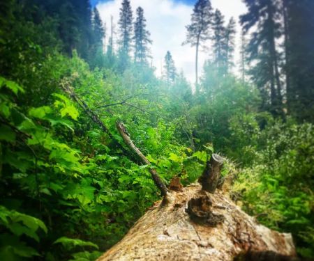 Umatilla Forks Campground