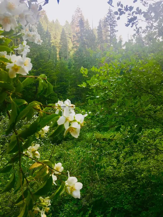 Umatilla Forks Campground Picture 4