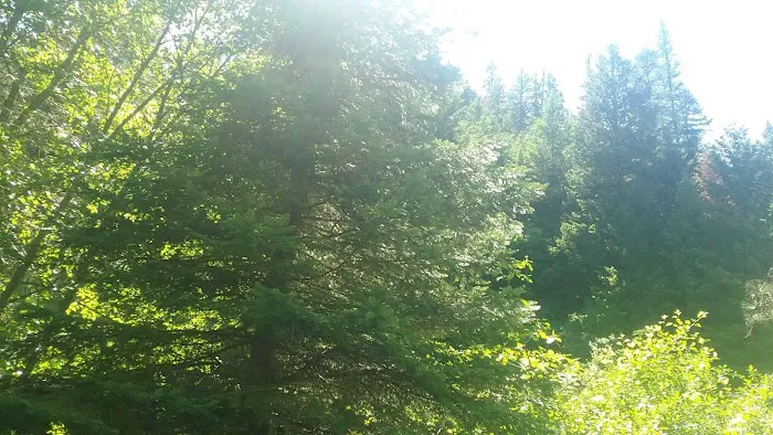 Umatilla Forks Campground Picture 6