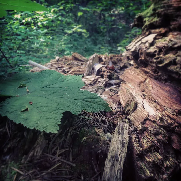 Umatilla Forks Campground Picture 10