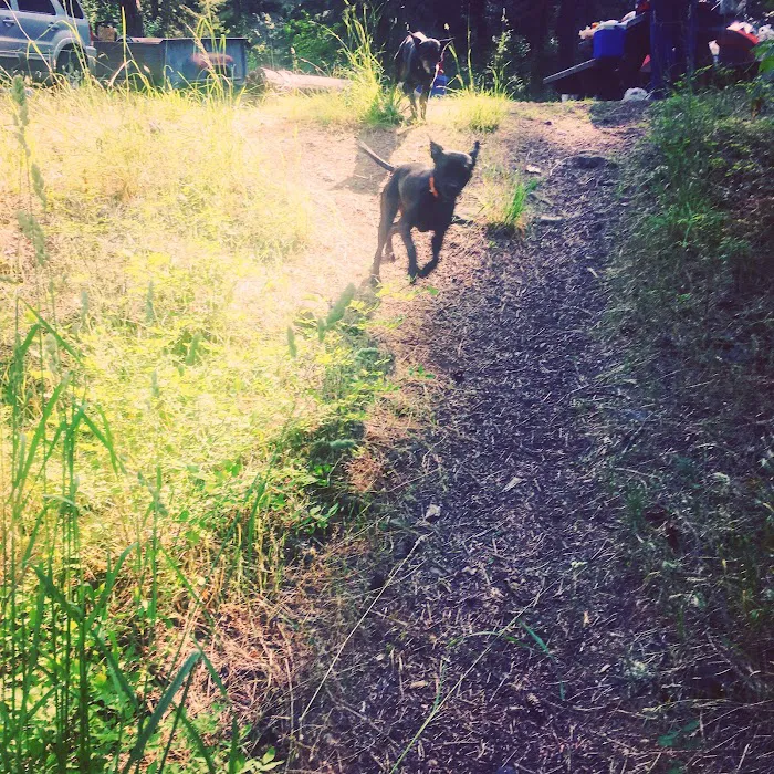 Umatilla Forks Campground Picture 9