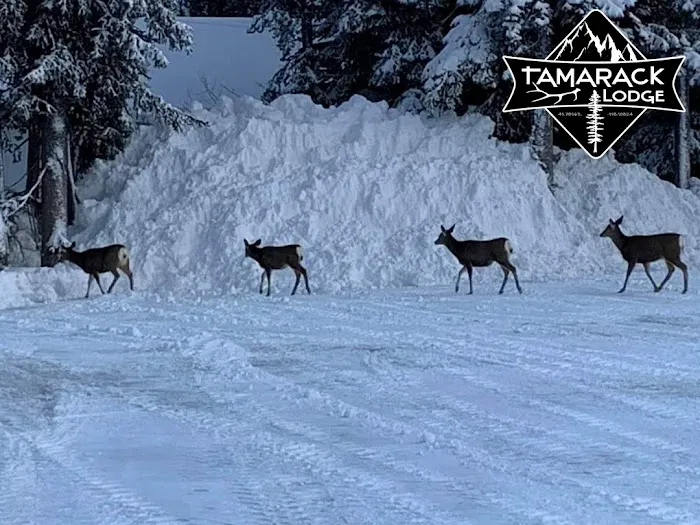 The Tamarack Lodge Picture 2