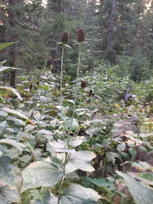 Woodland Campground Picture 9