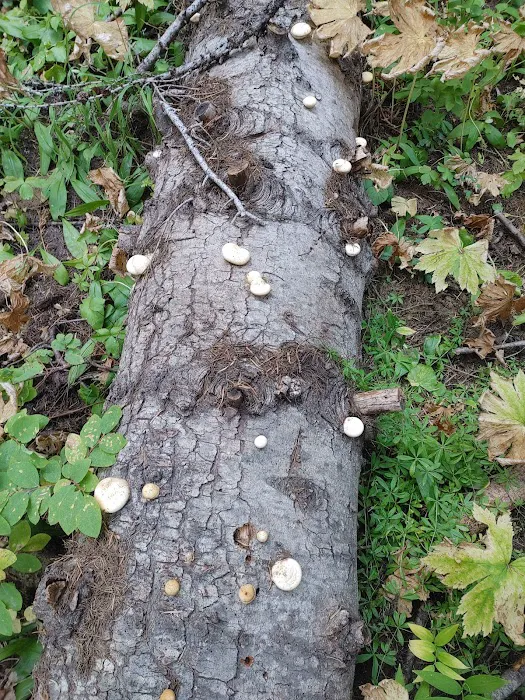 Woodland Campground Picture 8