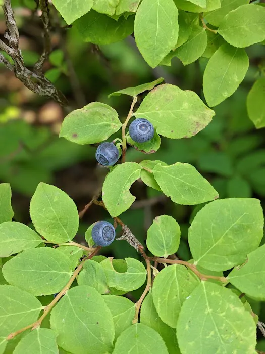 Mottet Campground Picture 4