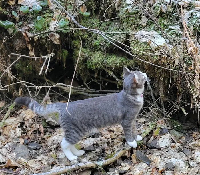 Harmony Retreat Picture 10