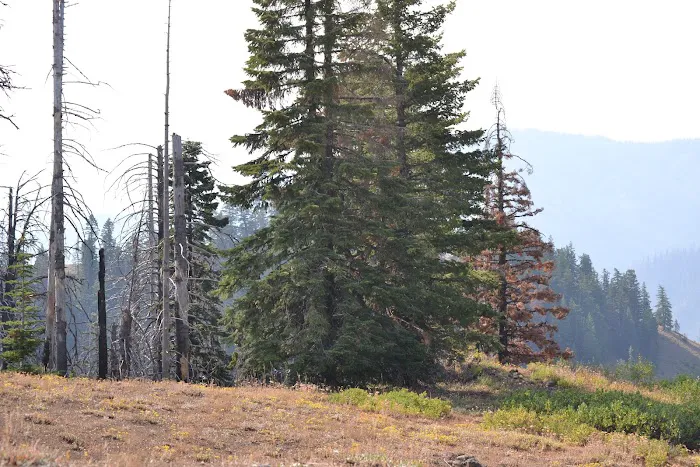 Godman Campground/Trailhead Picture 5