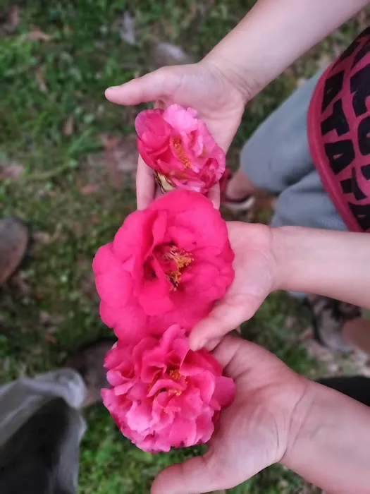 Knox Park Mobile Home Community Picture 5