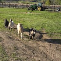 Echo River Farms ico