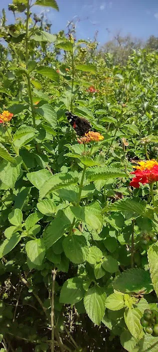 Inland Harbor RV Park Picture 8