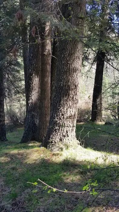 Panjab Campground Picture 4