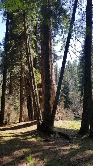 Panjab Campground Picture 8