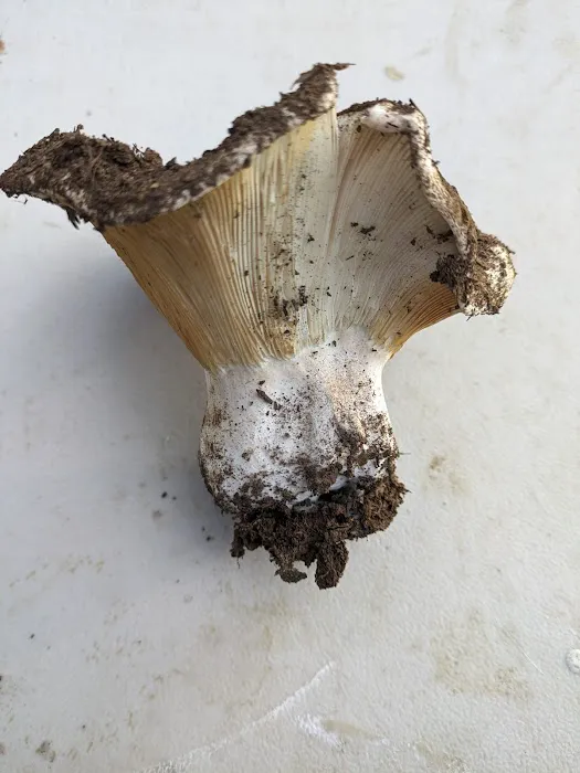 Teal Spring Campground Picture 4