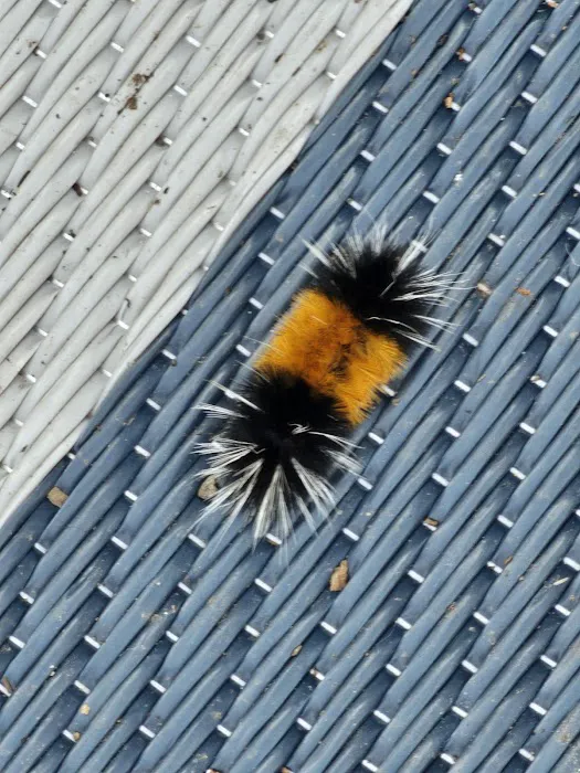 Tucannon Campground 5 Picture 4