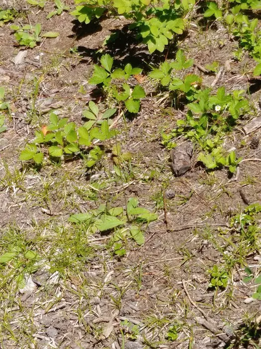 Big Springs Campground Picture 4