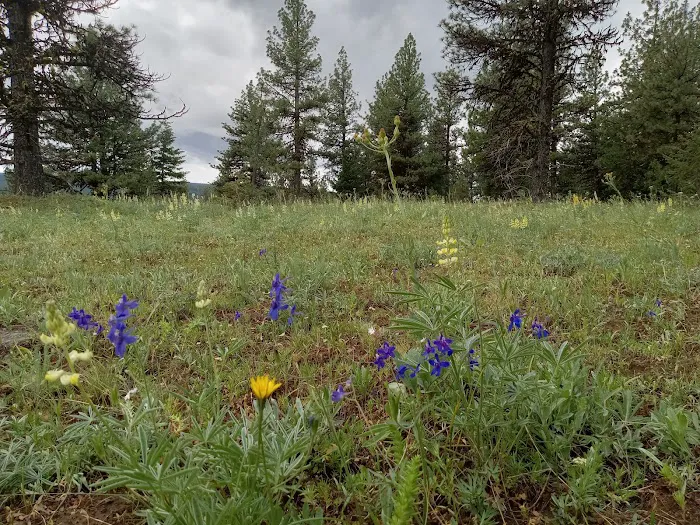 Alder Thicket Campground Picture 2