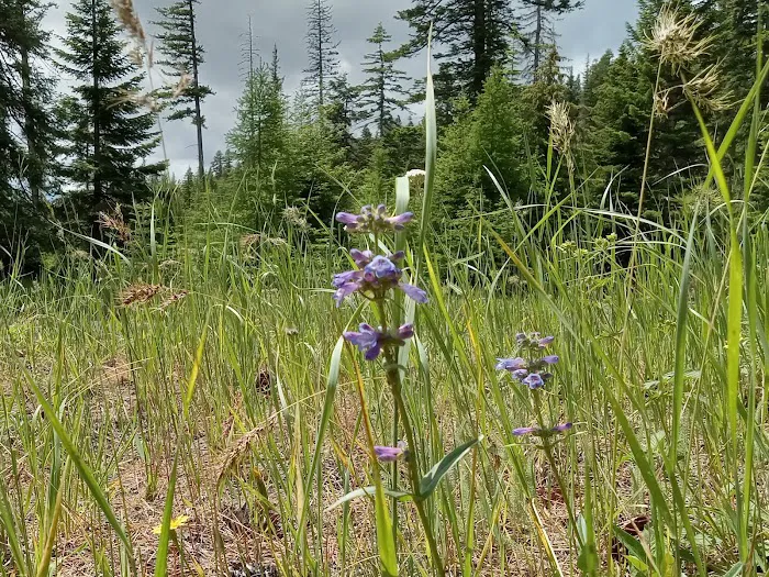 Alder Thicket Campground Picture 3