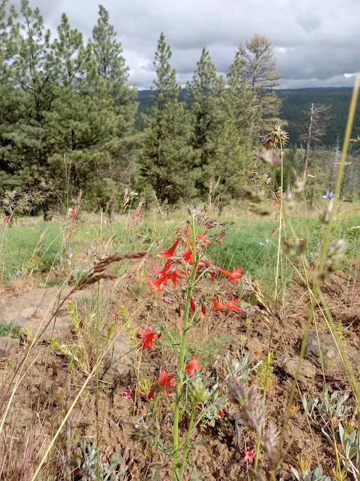 Alder Thicket Campground Picture 1