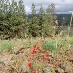 Alder Thicket Campground