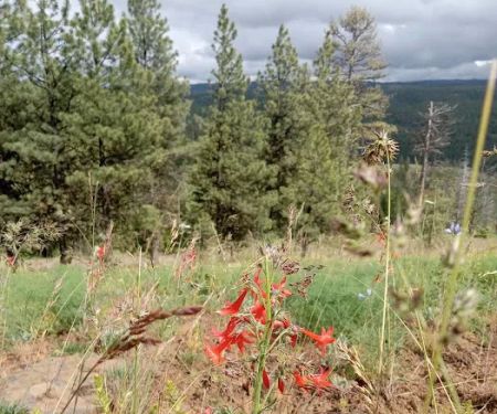 Alder Thicket Campground