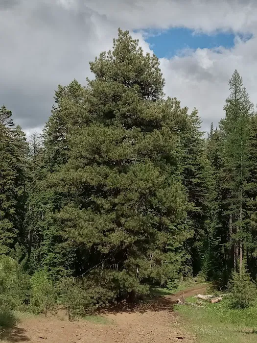 Alder Thicket Campground Picture 7