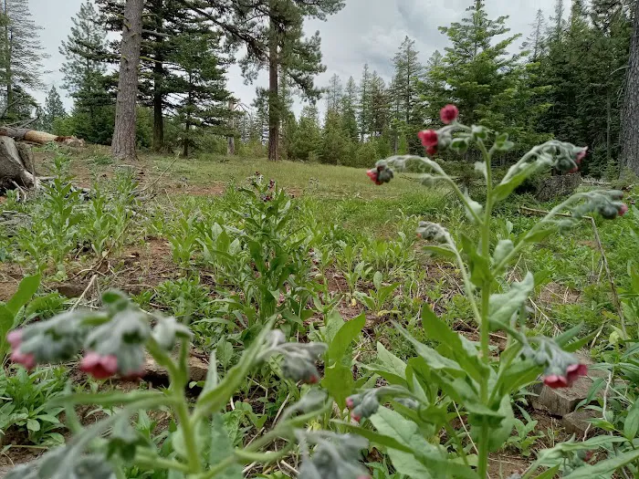 Alder Thicket Campground Picture 5