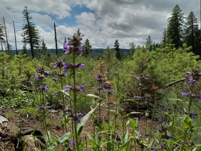 Alder Thicket Campground Picture 8