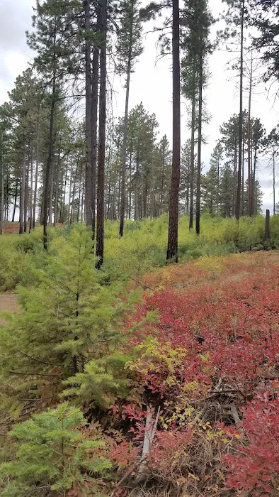 Forest Boundary Campground Picture 2