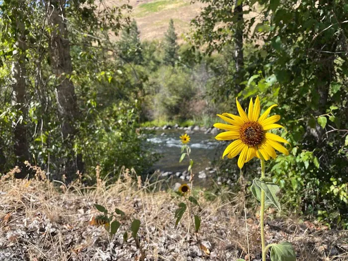 Grizz Flats Campground Picture 1