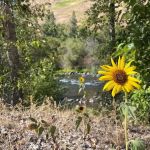 Grizz Flats Campground