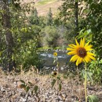 Grizz Flats Campground ico