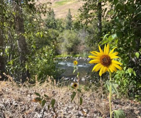 Grizz Flats Campground