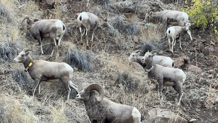 Boggan's Oasis on the Grande Ronde River Picture 4
