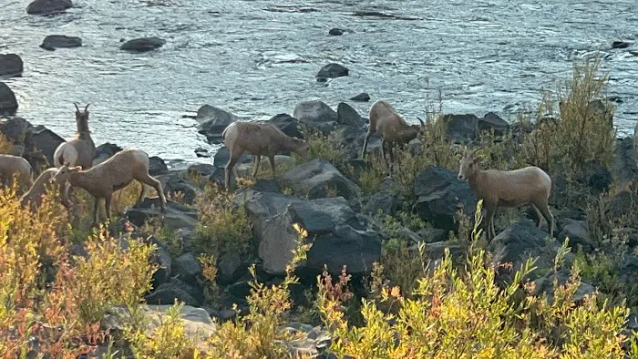 Boggan's Oasis on the Grande Ronde River Picture 10