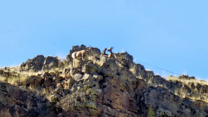 Snyder Bar Picture 5