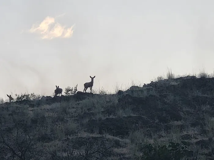 Snyder Bar Picture 7