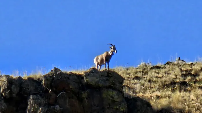 Snyder Bar Picture 9