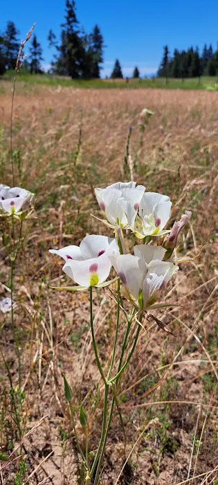 Coyote Campground Picture 2