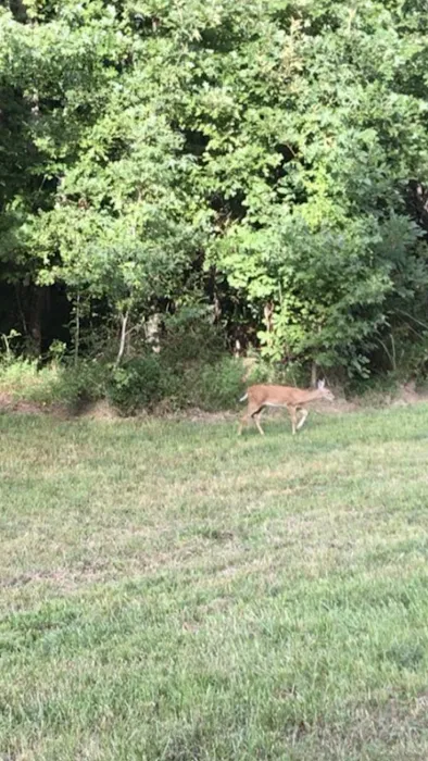 WildView Stays Picture 9