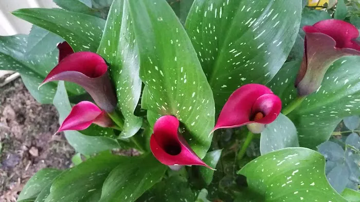 Peachtree Crossings Picture 6