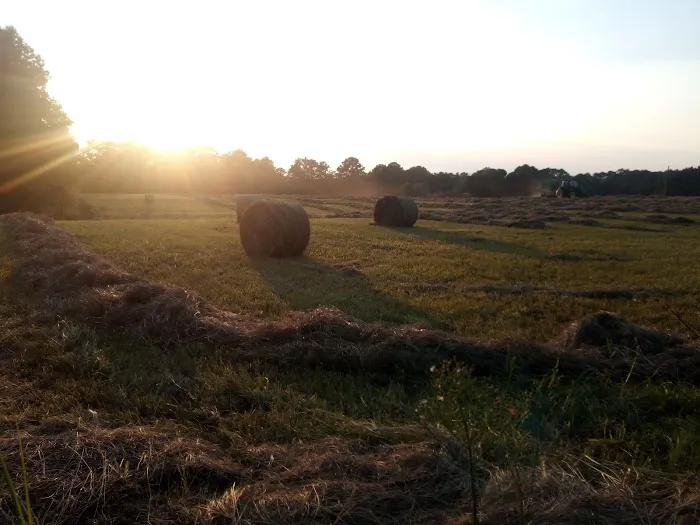 Rolling Hills Village Picture 6